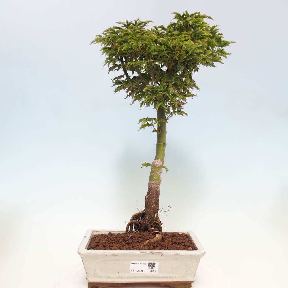 Bonsai da esterno -Palma di Giava Acer palmatum Shishigashira