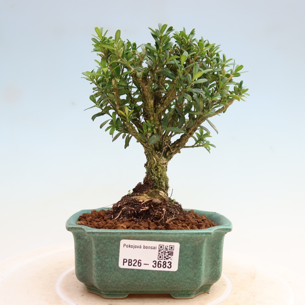 Camera bonsai - Buxus harlandii - buxus da sughero
