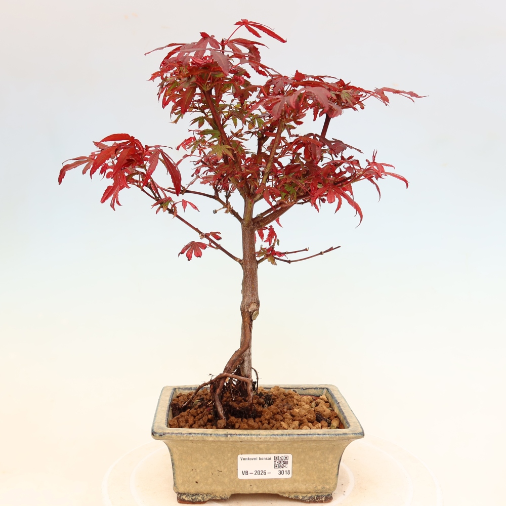 Bonsai da esterno - Acero palmatum - Acer palmatum Berry Broom 