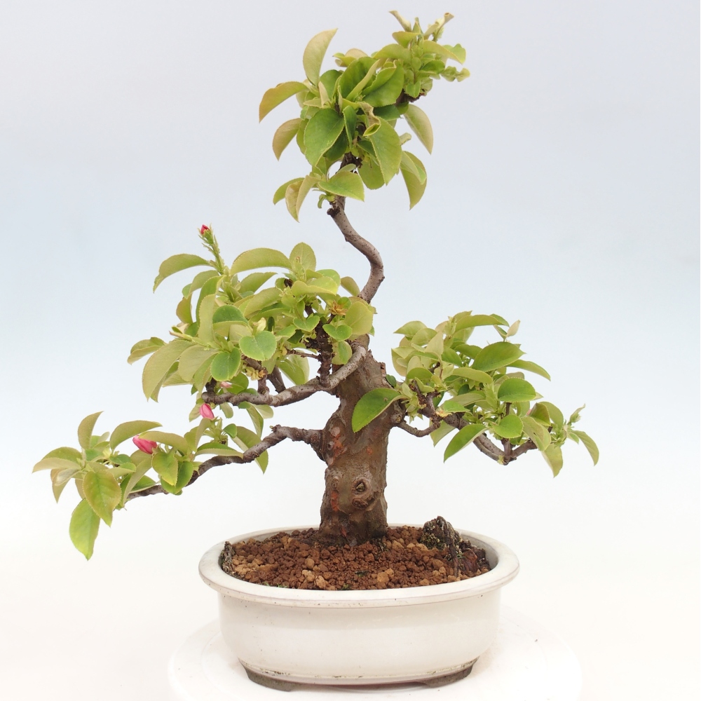 Bonsai da esterno - Pseudocydonia sinensis - Cotogno cinese
