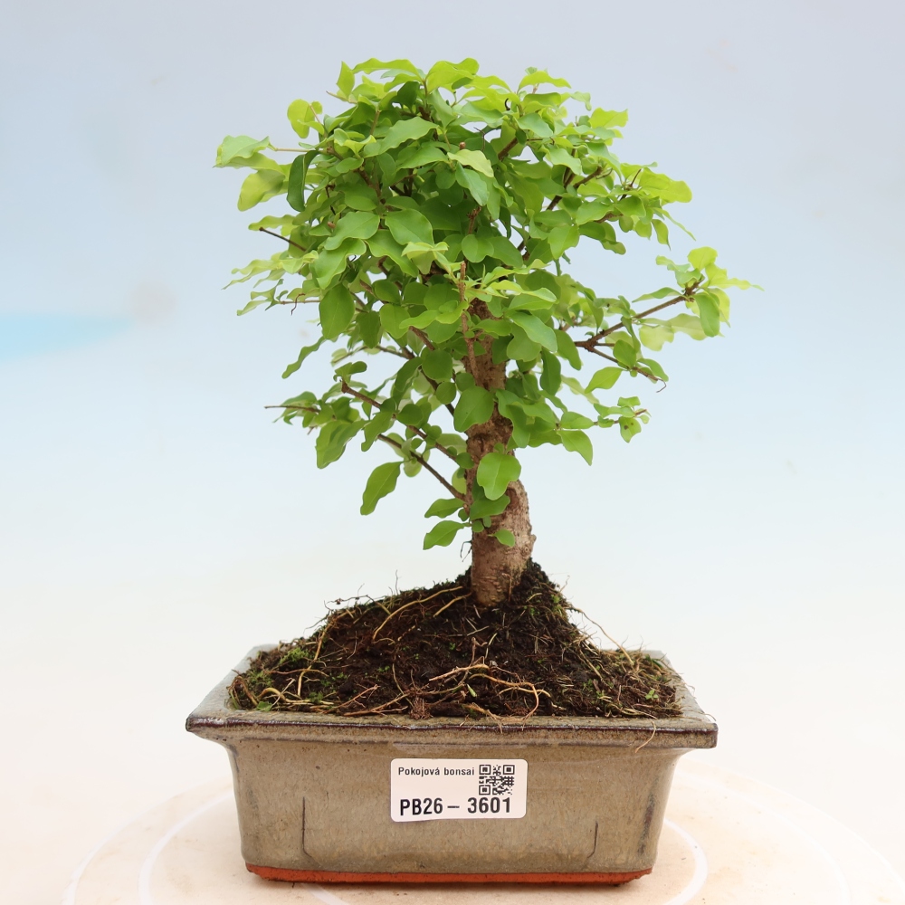 Camera bonsai -Ligustrum chinensis - Becco d'uccello