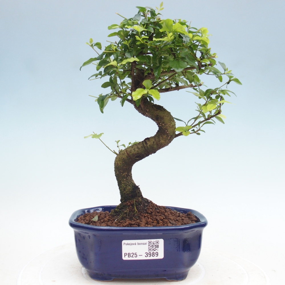 Camera bonsai -Ligustrum chinensis - Becco d'uccello