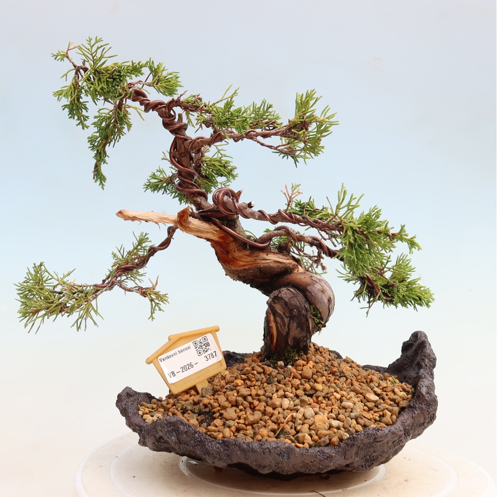Bonsai da esterno - Juniperus chinensis Itoigawa-Juniperus chinensis