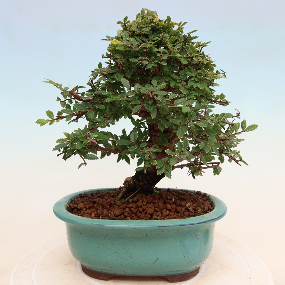 Bonsai da esterno - Zelkova - Zelkova NIRE