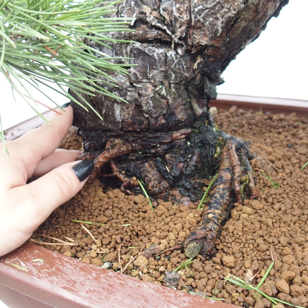 Bonsai da esterno - Pinus thunbergii - Pino di Thunberg