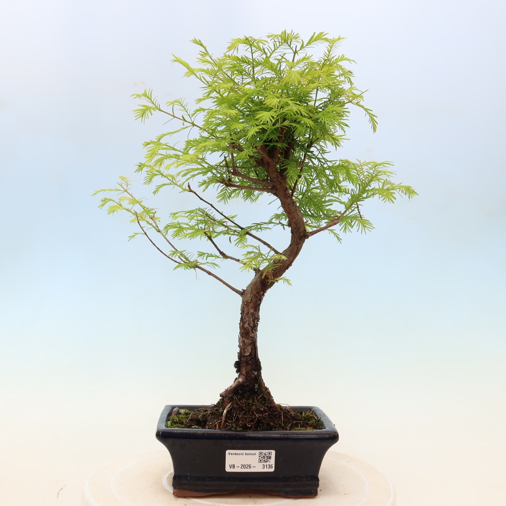 Bonsai da esterno - Metasequoia glyptostroboides - Metasequoia cinese