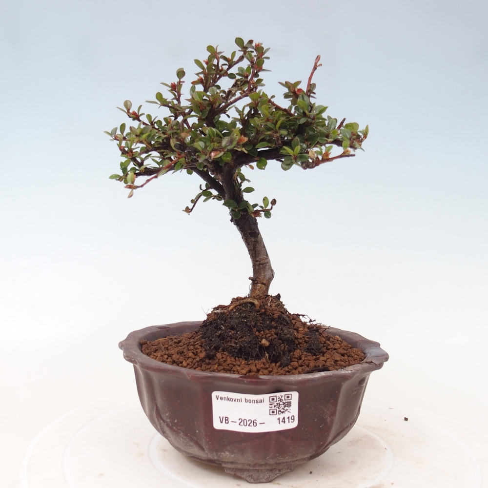 Bonsai da esterno - Cotoneaster horizontalis - Montagna rocciosa