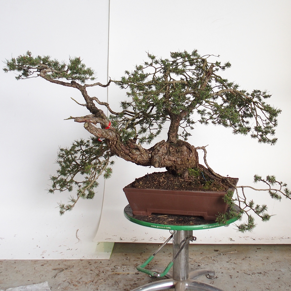 Yamadori - Pinus sylvestris Spagna