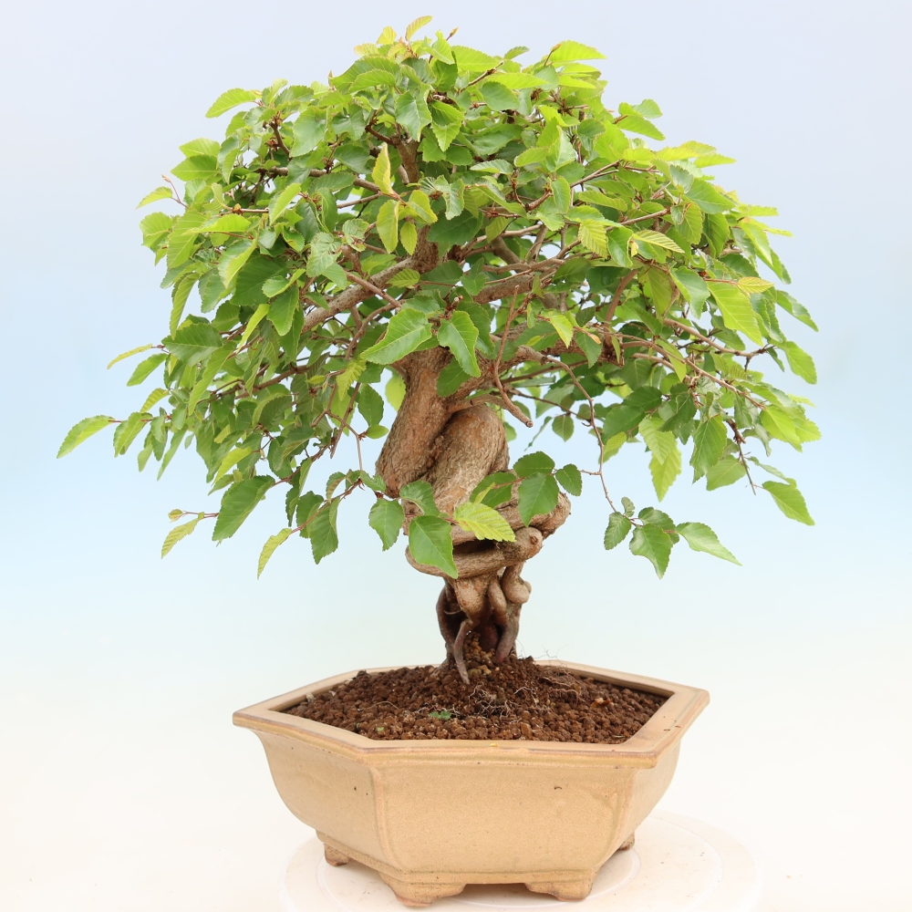Bonsai da esterno -Carpinus Coreana - Carpino coreano