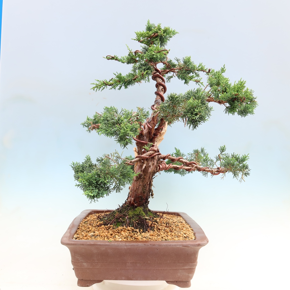 Bonsai da esterno - Juniperus chinensis Kishu