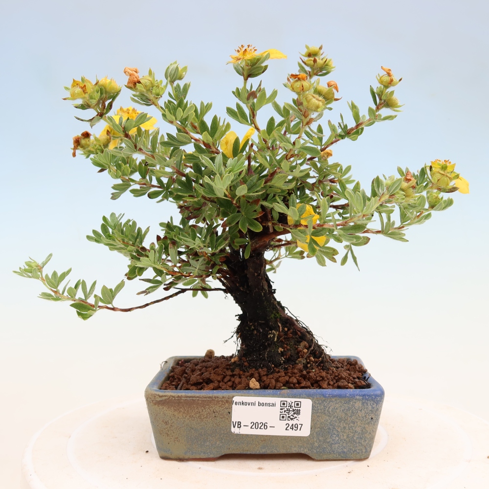 Bonsai da esterno - Potentila fruticosa