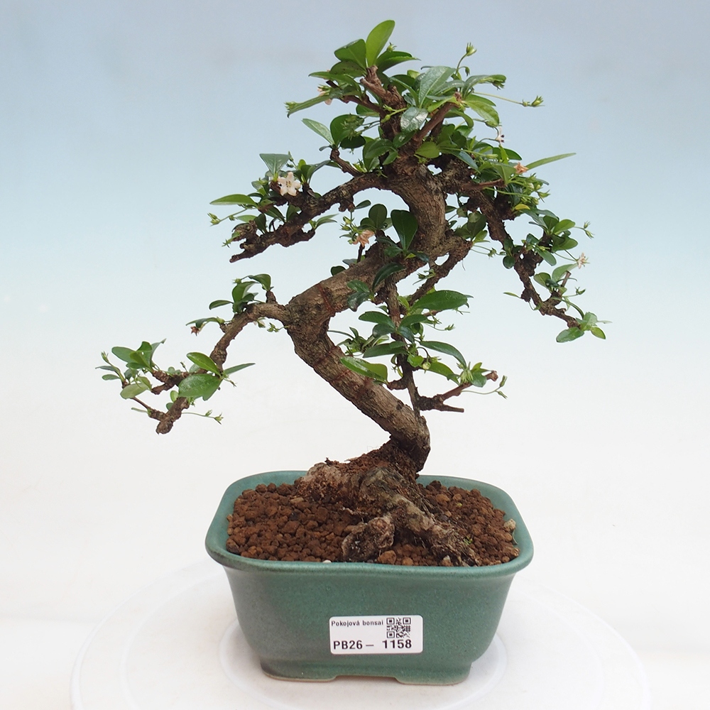 Camera bonsai - Carmona macrophylla - Tea fuki