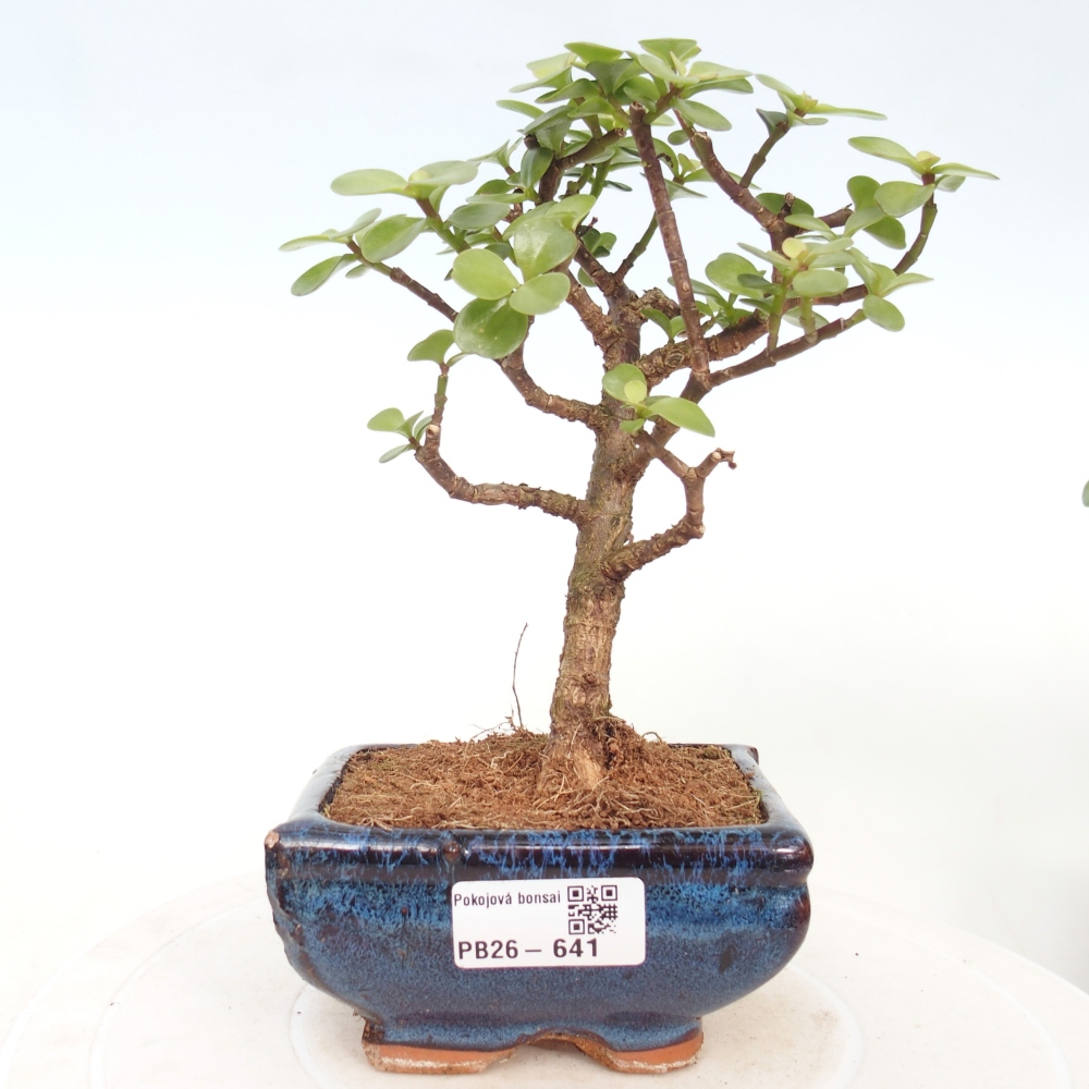 Camera bonsai - Portulakaria Afra - Tlustice