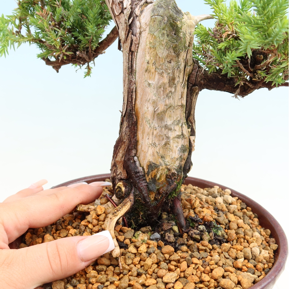 Bonsai da esterno - Juniperus squamata – Ginepro squamato