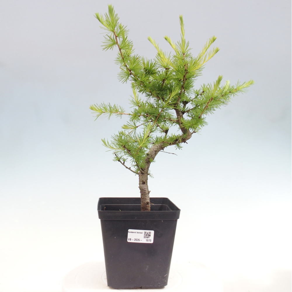 Bonsai da esterno -Larix decidua - Larice