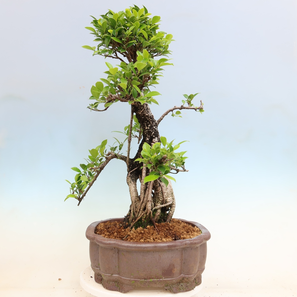 Camera bonsai - Ficus kimmen - ficus a foglie piccole