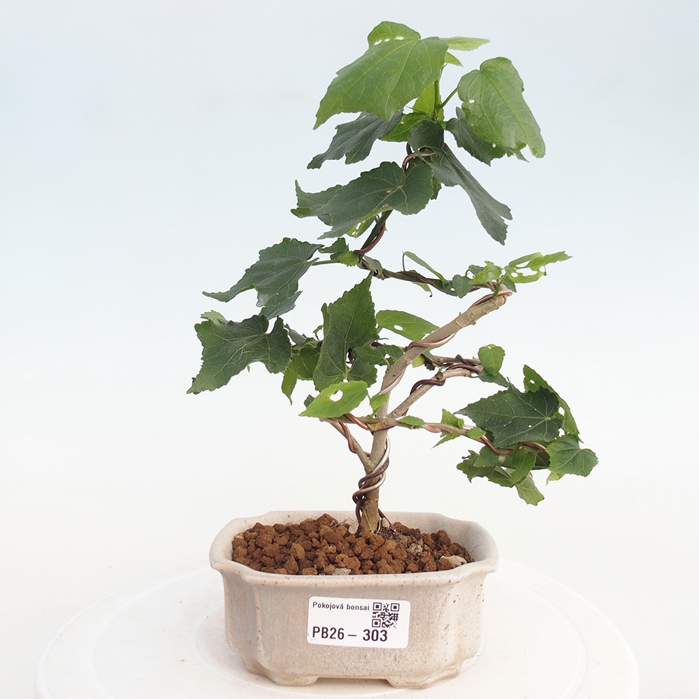Bonsai da interno - Malvaviscus arboreus