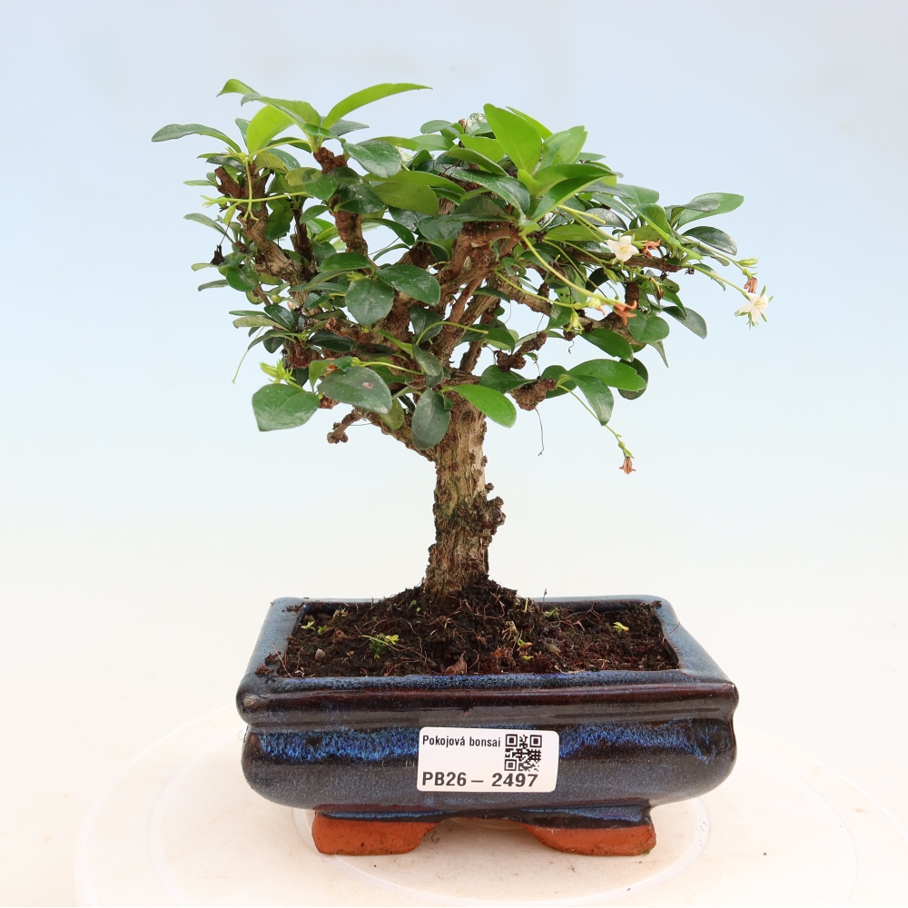 Camera bonsai - Carmona macrophylla - Tea fuki