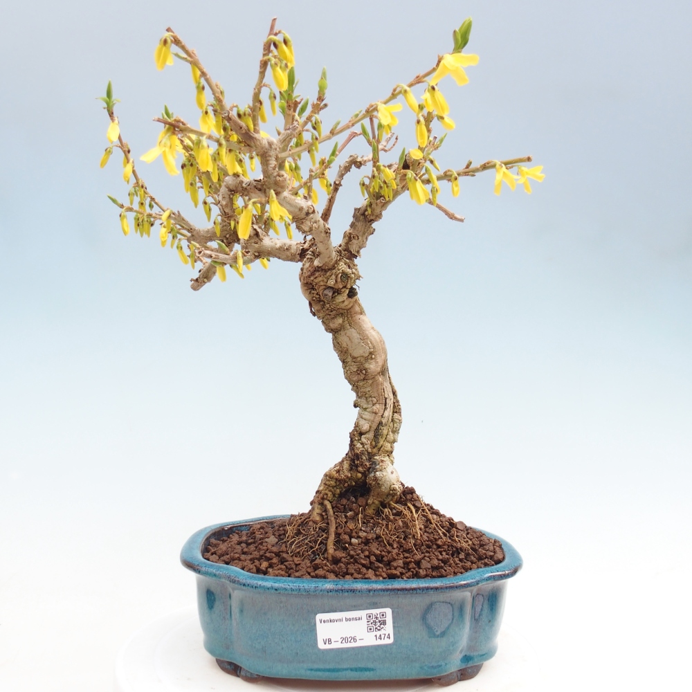 Bonsai da esterno - Zlatice - Forsythia koreana