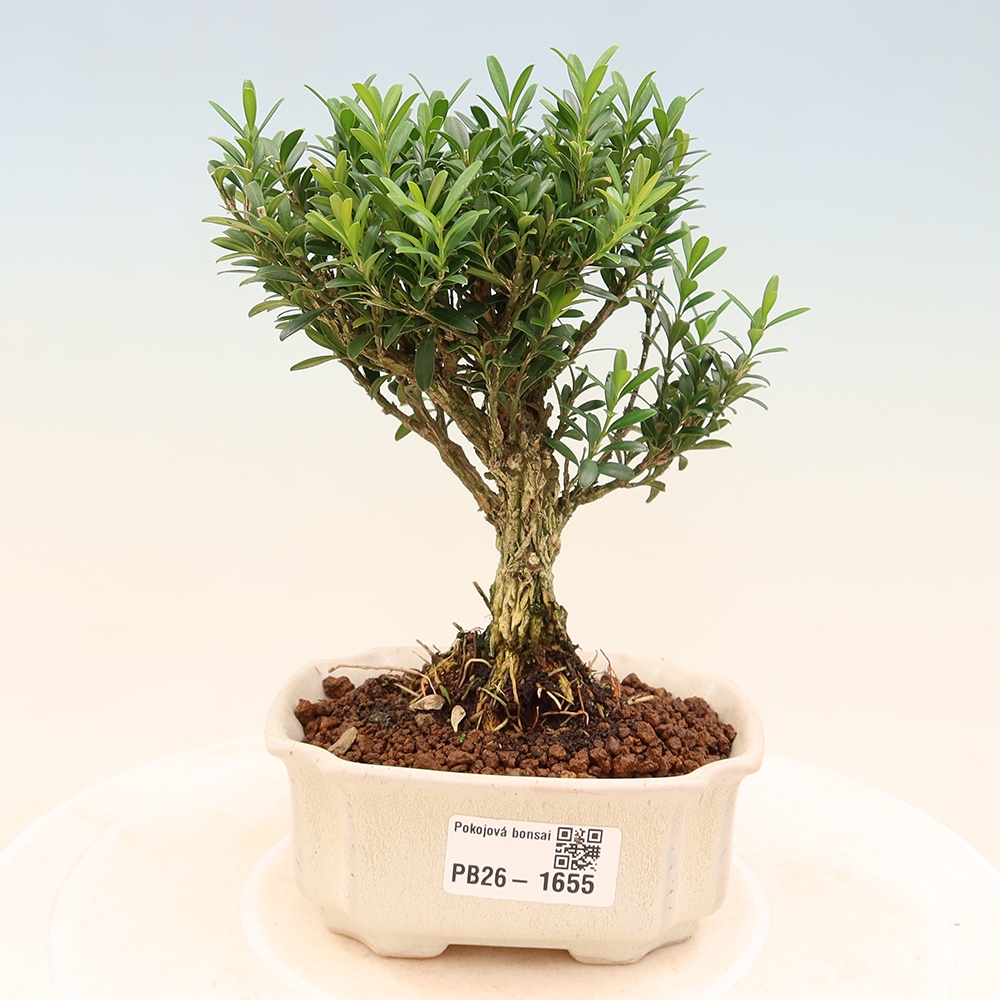Camera bonsai - Buxus harlandii - buxus da sughero