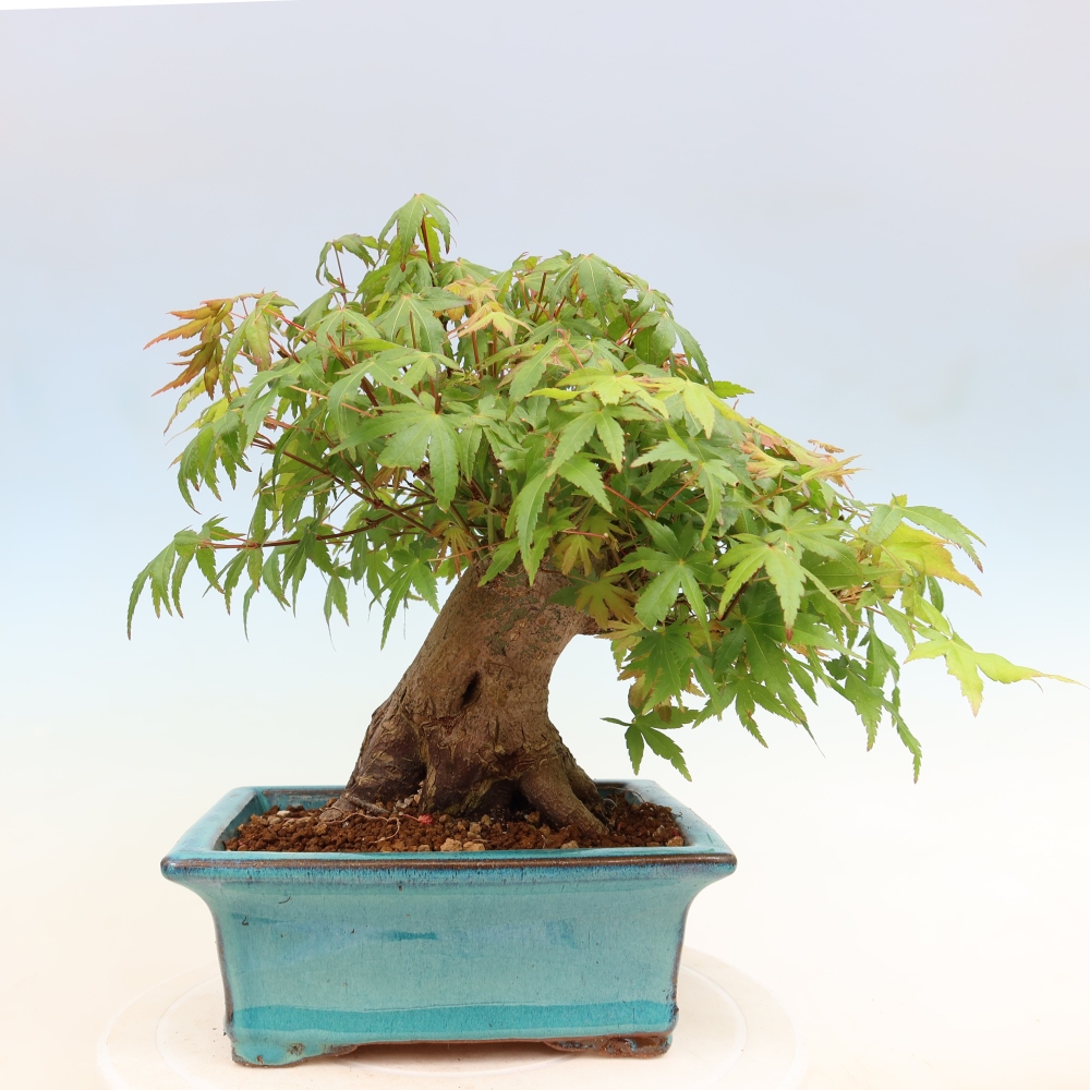 Bonsai da esterno - Acero Burger - Acer Burgerianum