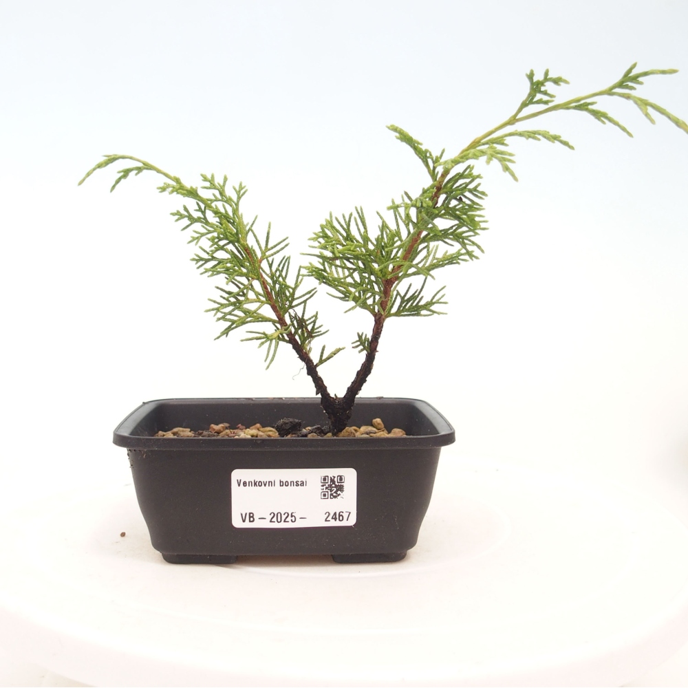 Bonsai da esterno - Juniperus chinensis Itoigawa