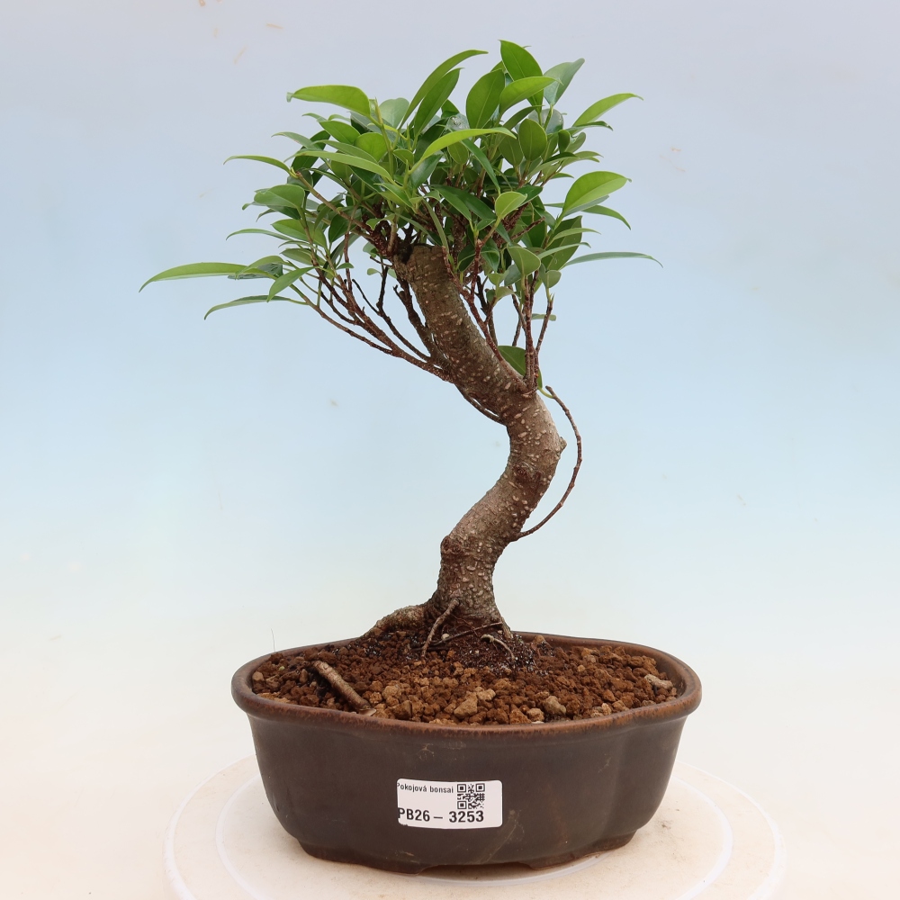 Camera bonsai - Ficus kimmen - ficus a foglie piccole