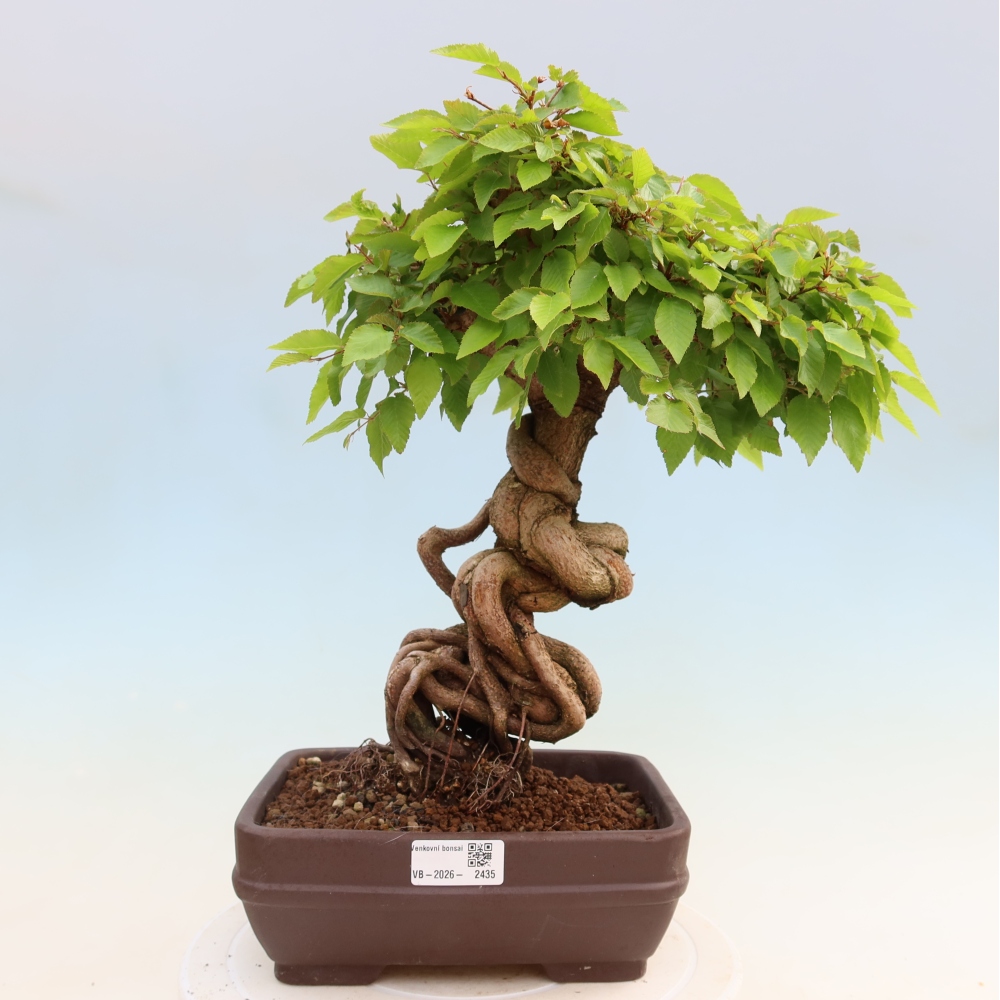 Bonsai da esterno -Carpinus Coreana - Carpino coreano