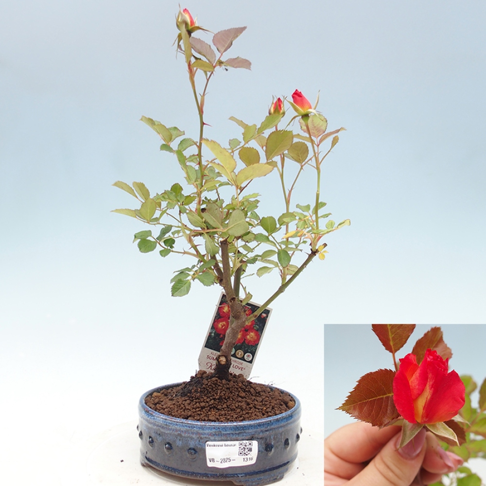 Bonsai da esterno - Rosa Kordes - rosa