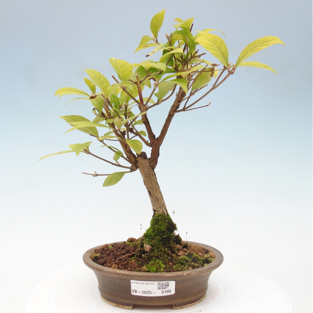 Bonsai da esterno - Callicarpa japonica