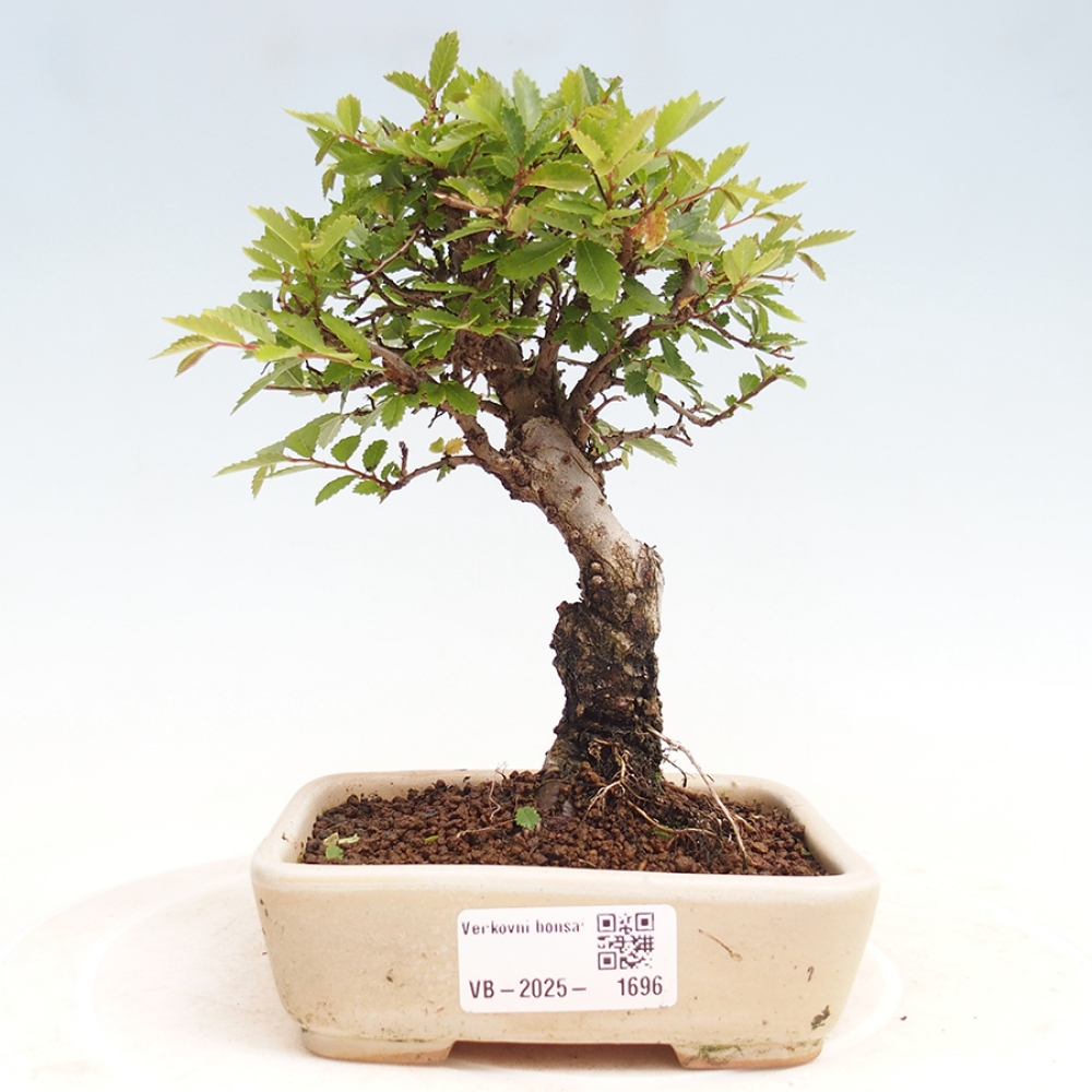 Bonsai da esterno - Zelkova - Zelkova NIRE