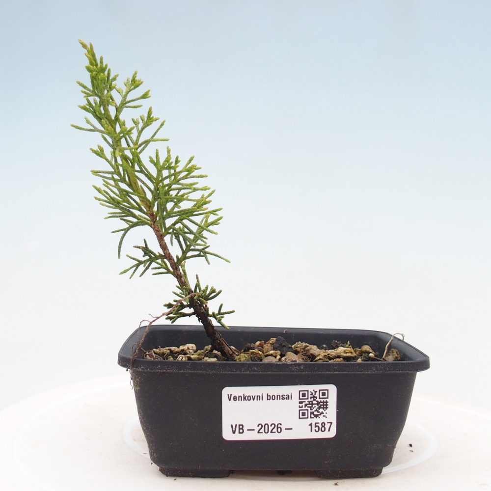 Bonsai da esterno - Juniperus chinensis Itoigawa