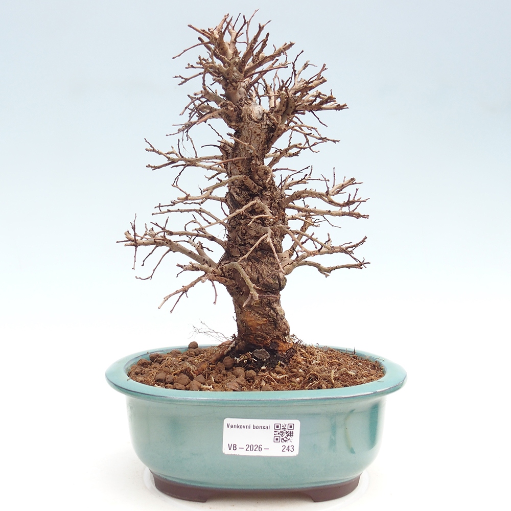 Bonsai da esterno - Zelkova - Zelkova NIRE