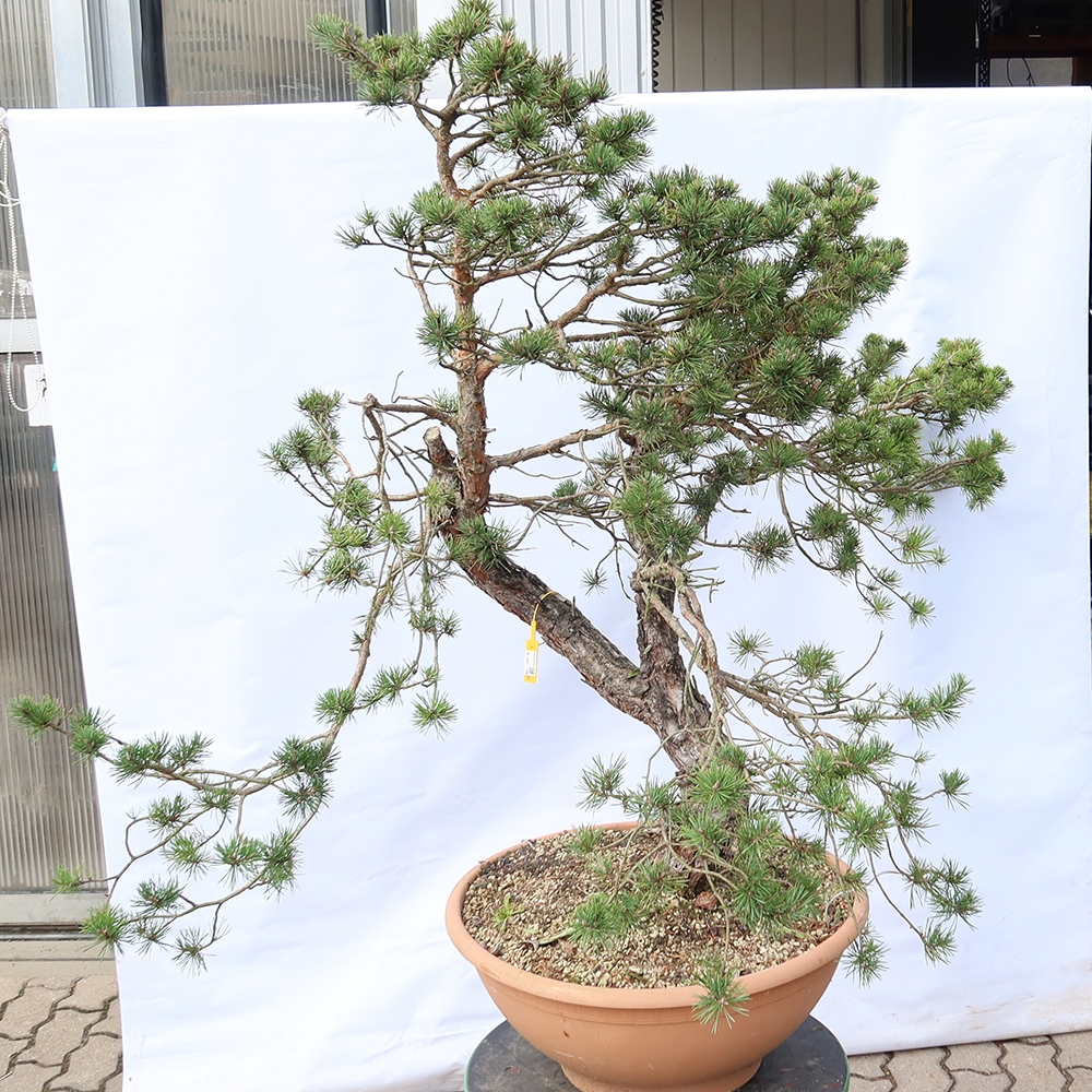 Pinus sylvestris Spagna - pino silvestre