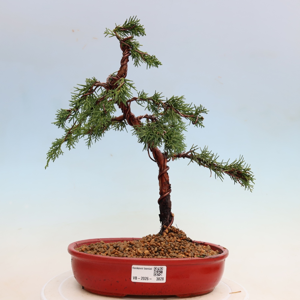 Bonsai da esterno - Juniperus chinensis Kishu