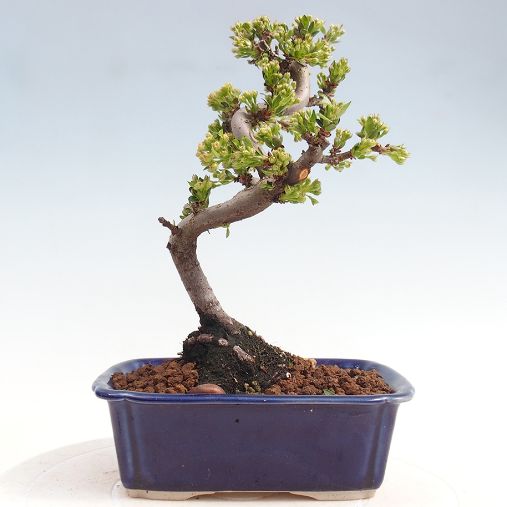Bonsai da esterno - Malus sargentii - Melo a frutto piccolo