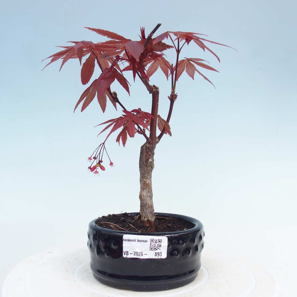 Bonsai da esterno - Palma Acer. Atropurpureum-Javor palmate