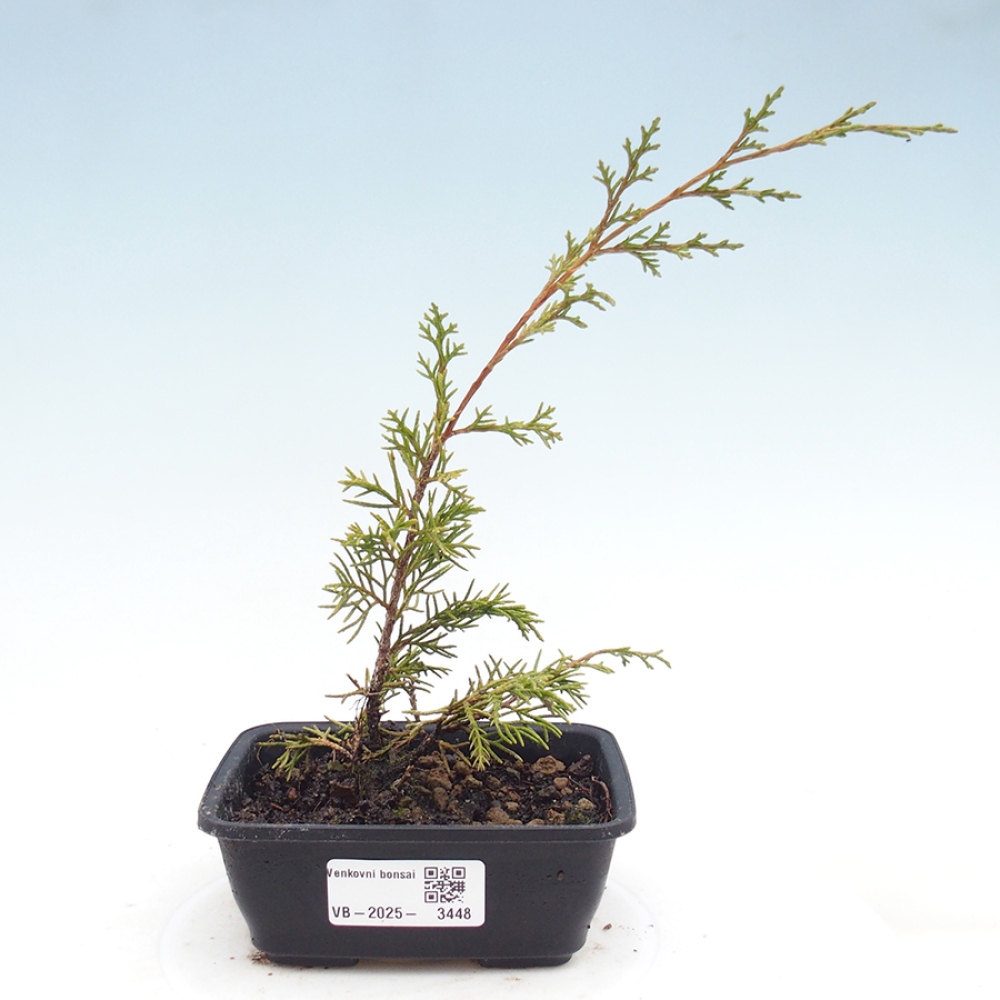 Bonsai da esterno - Juniperus chinensis Itoigawa
