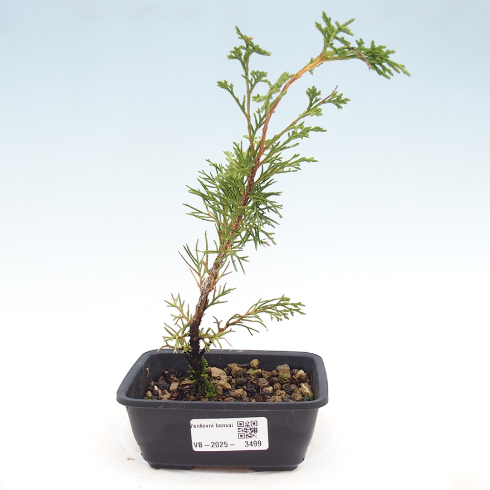Bonsai da esterno - Juniperus chinensis Itoigawa