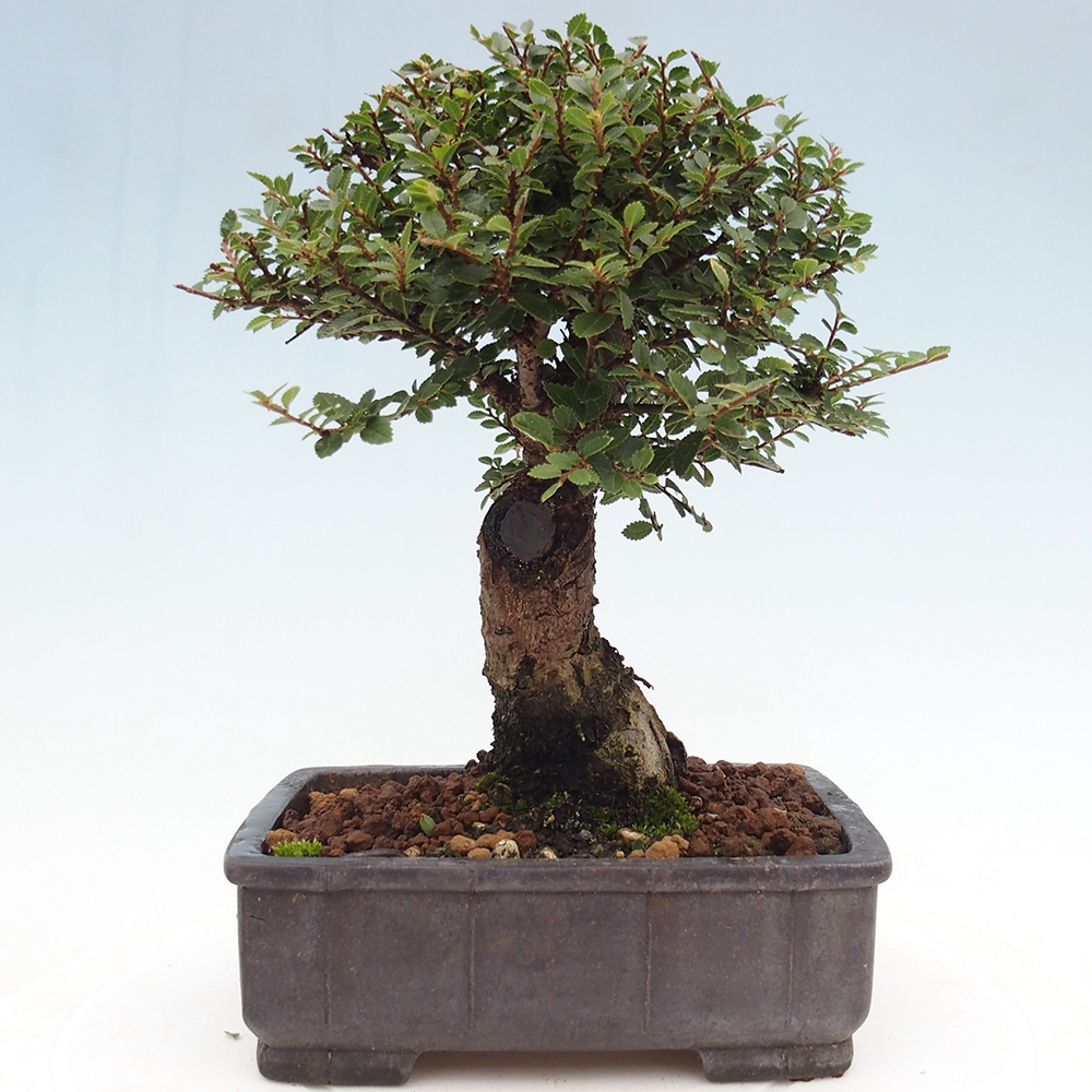 Bonsai da esterno - Ulmus parvifolia Hokkaido - Olmo cinese