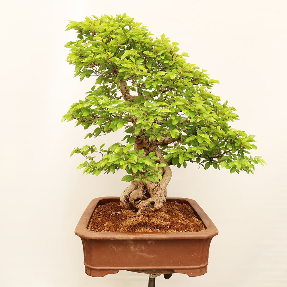 Bonsai da esterno -Carpinus Coreana - Carpino coreano