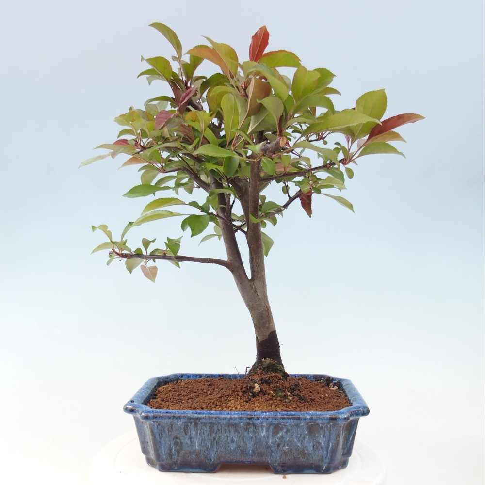 Bonsai da esterno -Malus domestica - Melo a piccoli frutti a foglie rosse