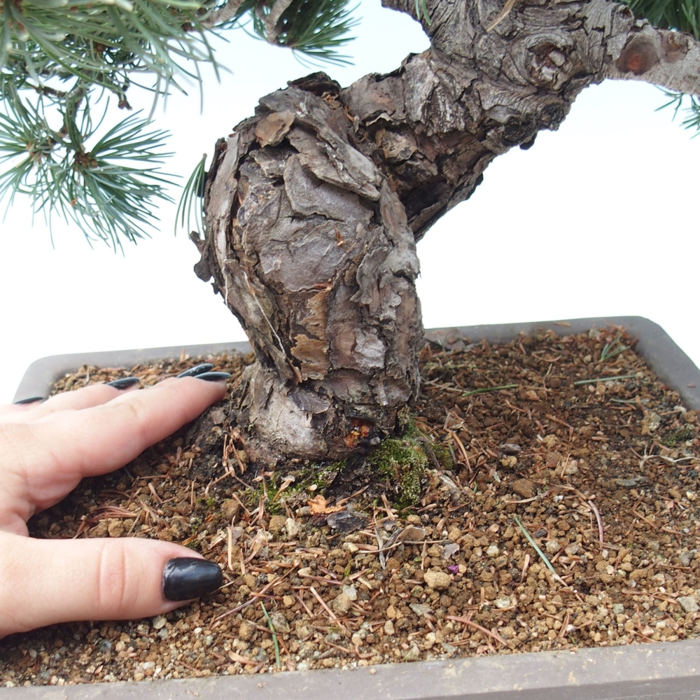 Bonsai da esterno - Pinus parviflora - Pinus parviflora