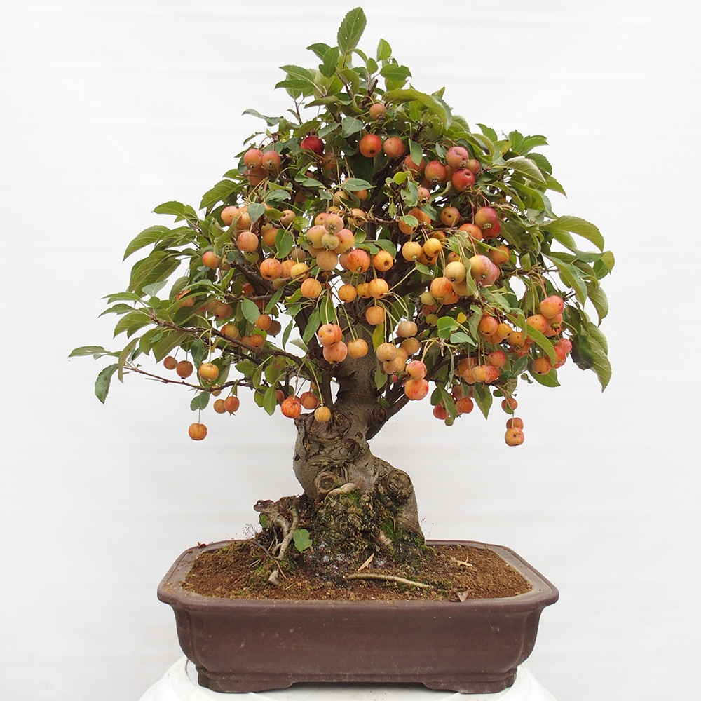 Bonsai da esterno -Malus halliana - Melo a frutto piccolo