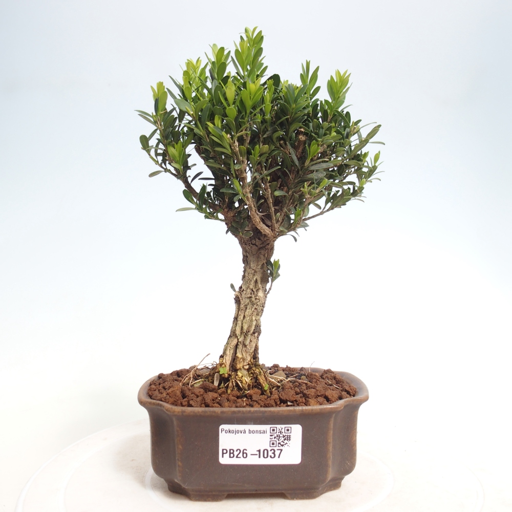 Camera bonsai - Buxus harlandii - buxus da sughero