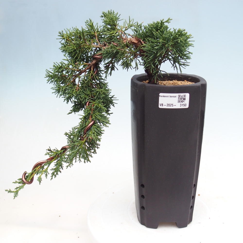 Bonsai da esterno - Juniperus chinensis Kishu