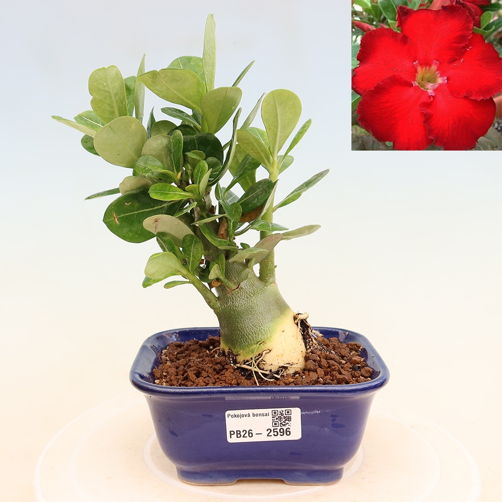 Bonsai da interno - Adenium obesum Red Star - Rosa del deserto