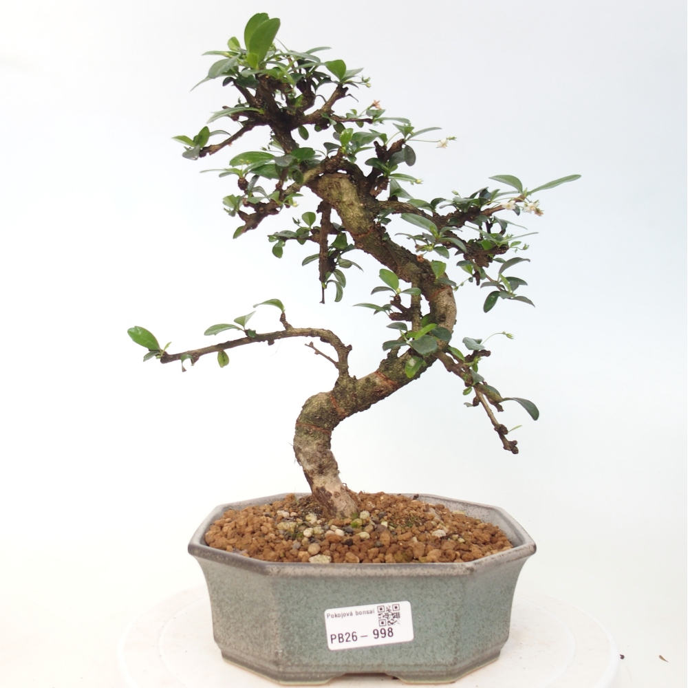Camera bonsai - Carmona macrophylla - Tea fuki
