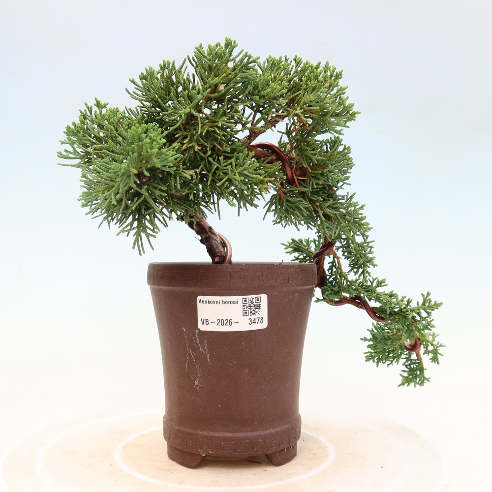 Bonsai da esterno - Juniperus chinensis Kishu