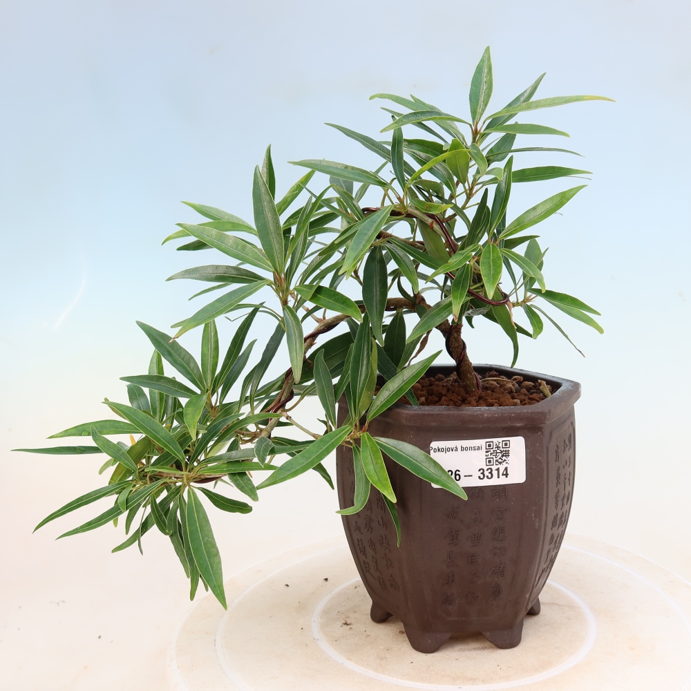 Camera bonsai - Ficus nerifolia - ficus a foglie piccole